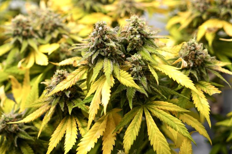 Gorilla Girl #2025. Week 16 - Day #109 F#71