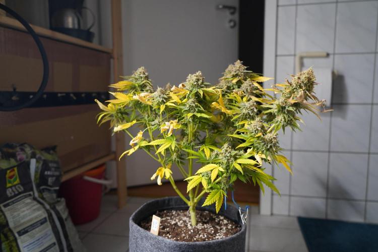 Gorilla Girl #2025. Week 16 - Day #109 F#71
