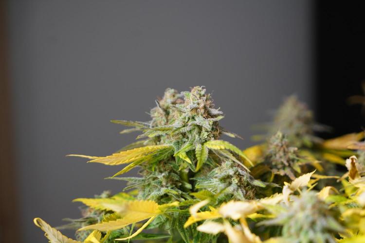 Gorilla Girl #2025. Week 16 - Day #109 F#71