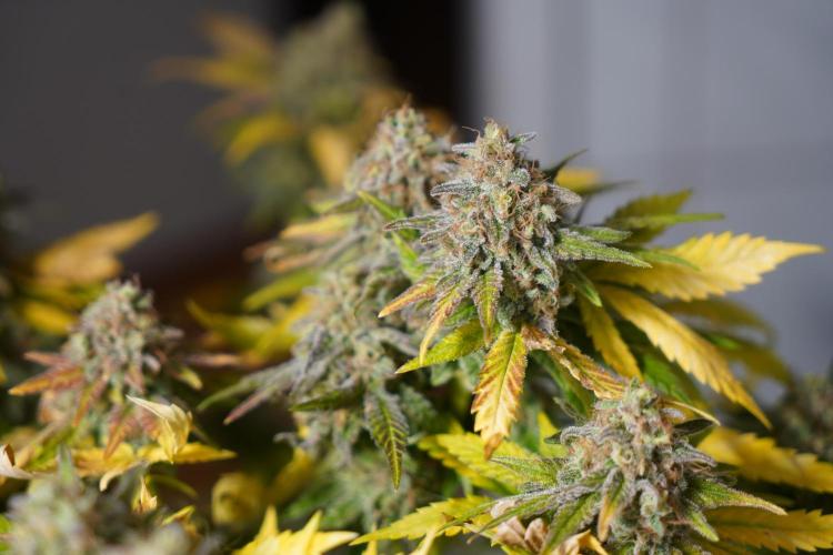 Gorilla Girl #2025. Week 16 - Day #109 F#71