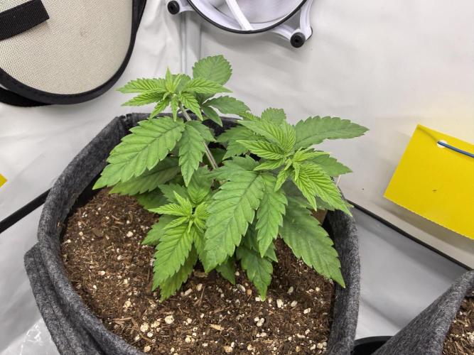 Orange Creampop #2025. Week 5 - Day #43