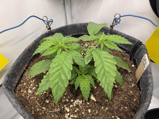 Jelly Donutz #2025. Week 5 - Day #43