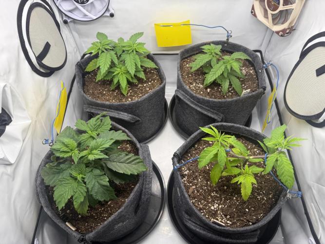 G.S. Cookies #2025. Week 5 - Day #43