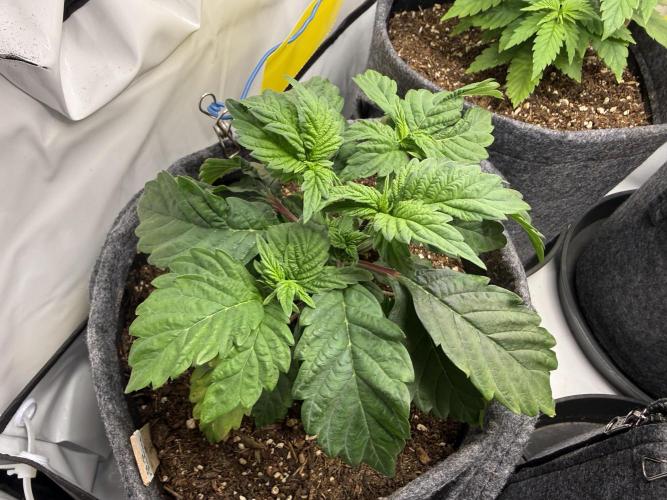 G.S. Cookies #2025. Week 5 - Day #43