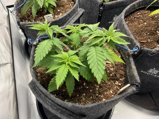 Orange Creampop #2025. Week 5 - Day #44