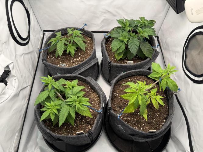 Orange Creampop #2025. Week 5 - Day #44