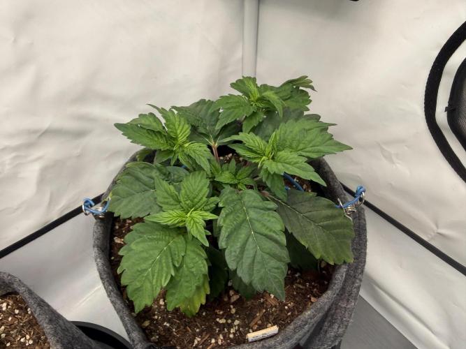 G.S. Cookies #2025. Week 5 - Day #44