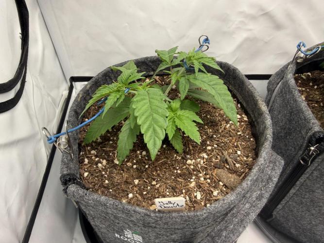 Jelly Donutz #2025. Week 5 - Day #44