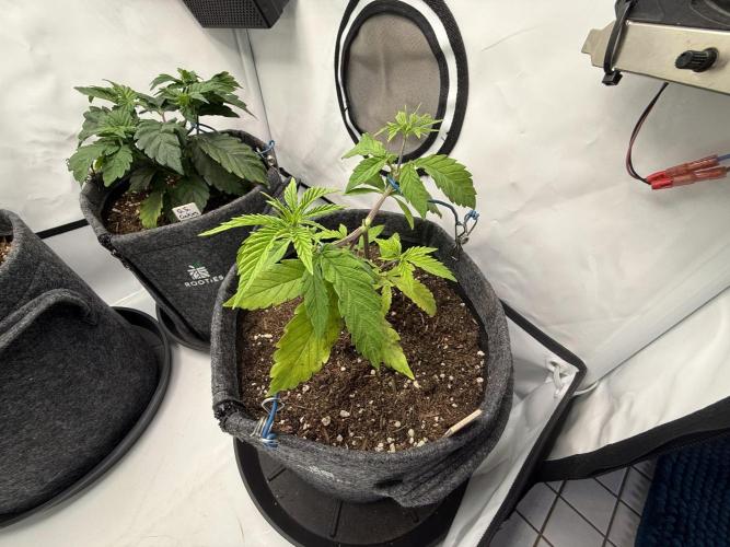 Pistachio #2025. Week 5 - Day #44