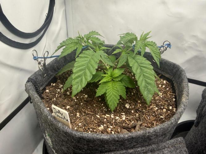 Jelly Donutz #2025. Week 5 - Day #45