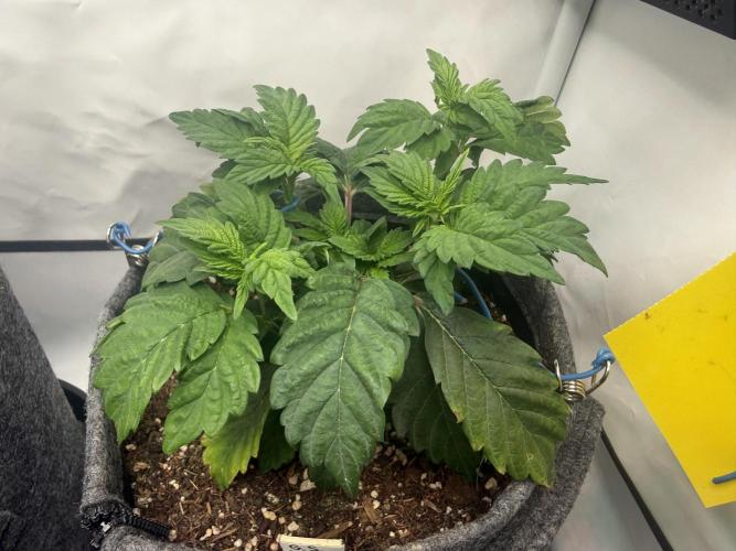 G.S. Cookies #2025. Week 5 - Day #45