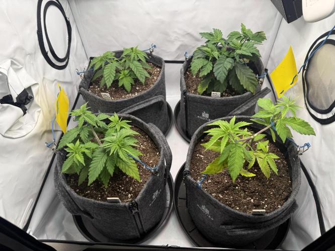 G.S. Cookies #2025. Week 5 - Day #45