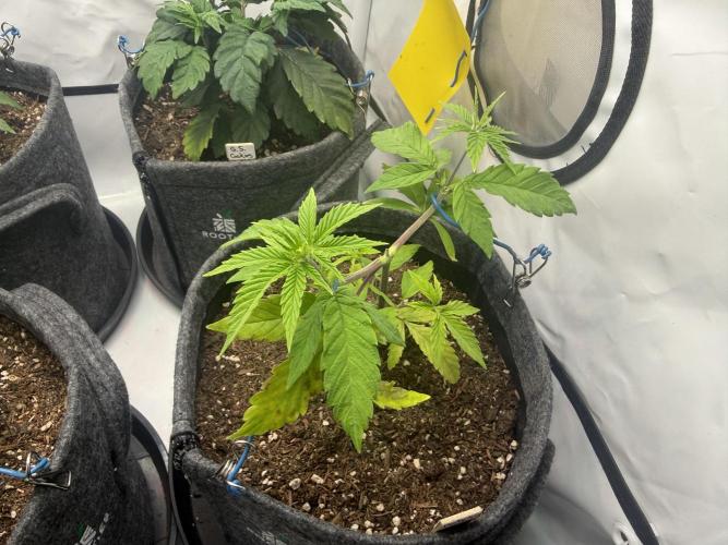 Pistachio #2025. Week 5 - Day #45