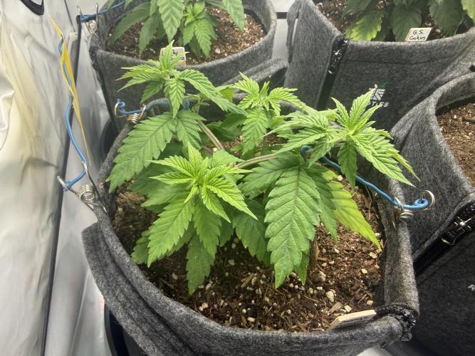 Orange Creampop #2025. Week 5 - Day #45