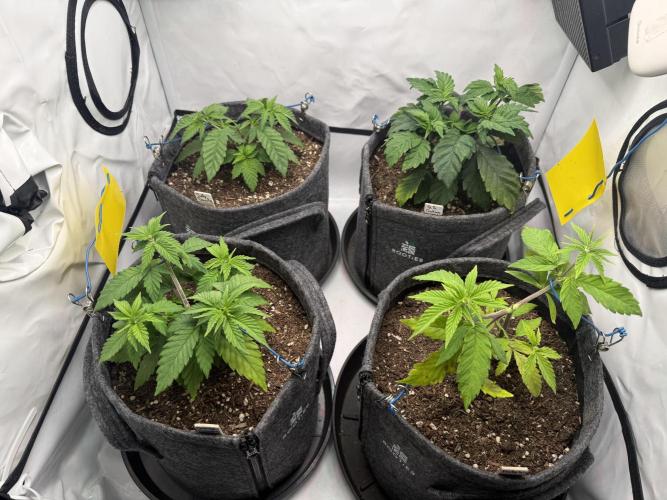 Orange Creampop #2025. Week 5 - Day #45