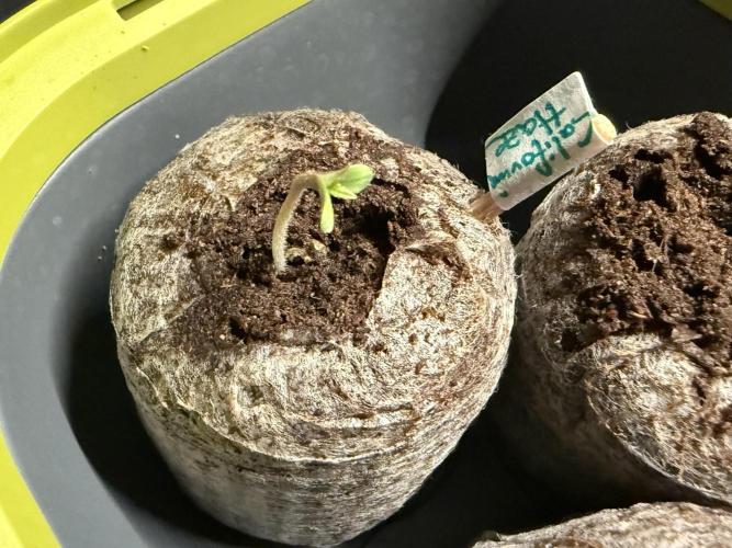 California Haze #2026. Week 0 - Day #04