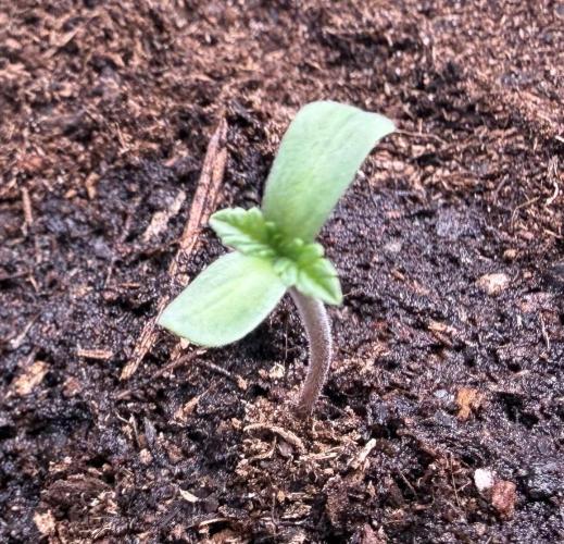 California Haze #2026. Week 0 - Day #05