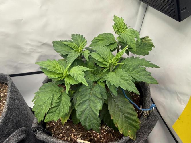 G.S. Cookies #2025. Week 5 - Day #47