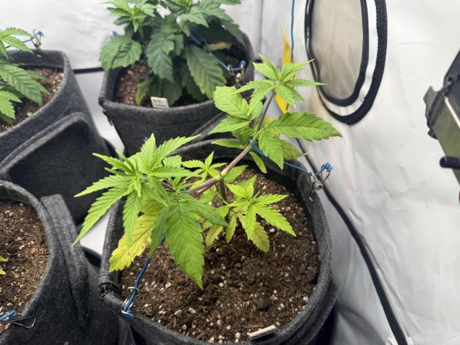 Pistachio #2025. Week 5 - Day #47