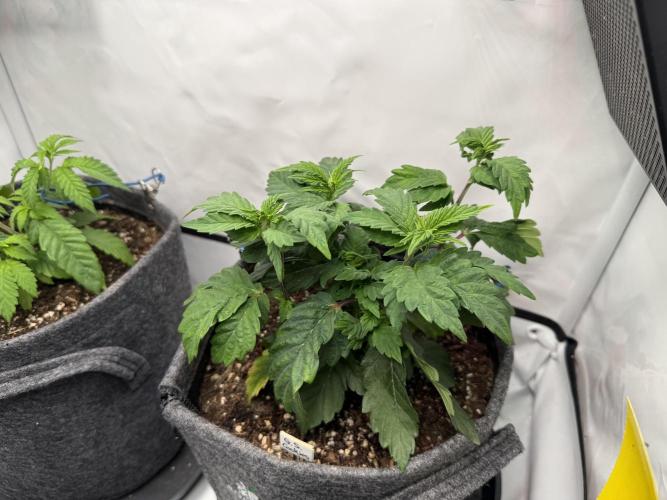 G.S. Cookies #2025. Week 6 - Day #49 F#05