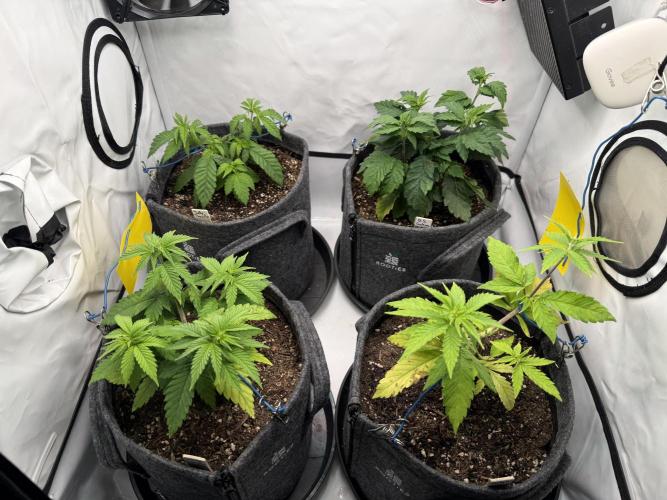 Orange Creampop #2025. Week 6 - Day #49 F#05