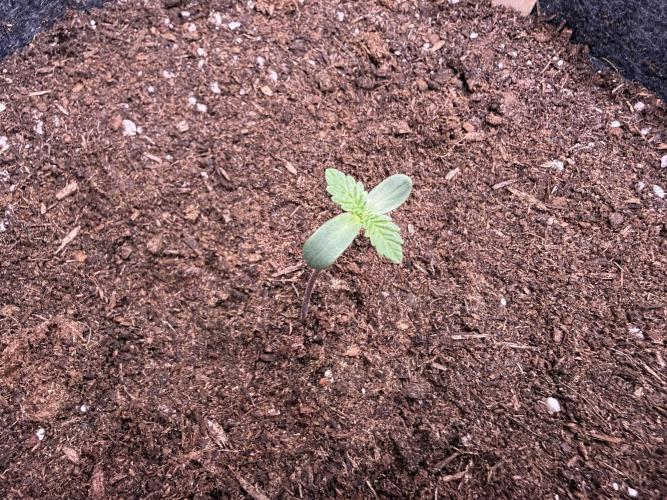 G.S. Cookies #2026. Week 0 - Day #07