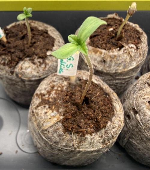 G.S. Cookies #2026. Week 0 - Day #05