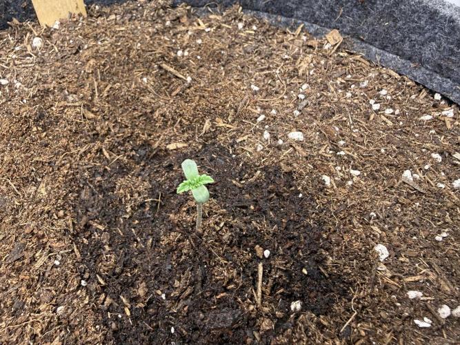 Pistachio #2026. Week 0 - Day #07