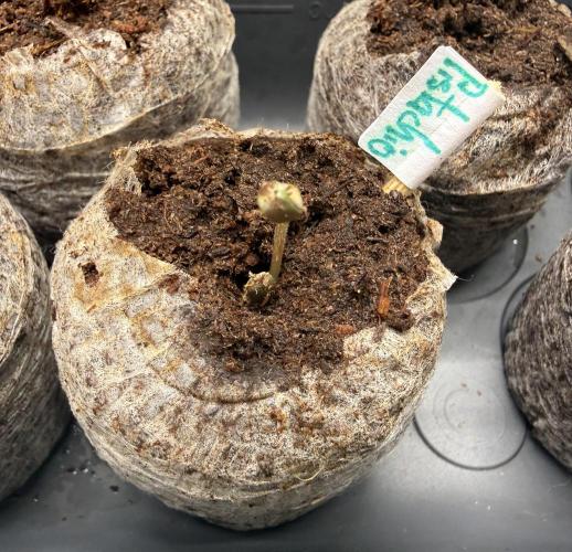 Pistachio #2026. Week 0 - Day #05