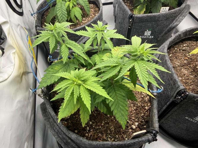 Orange Creampop #2025. Week 6 - Day #51 F#07