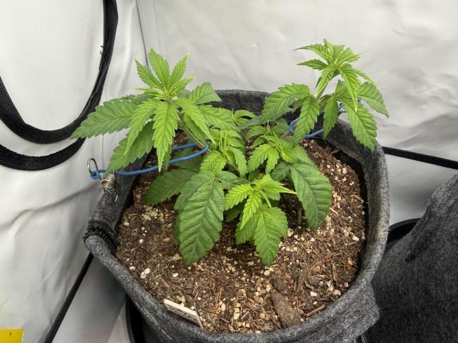 Jelly Donutz #2025. Week 6 - Day #51 F#07