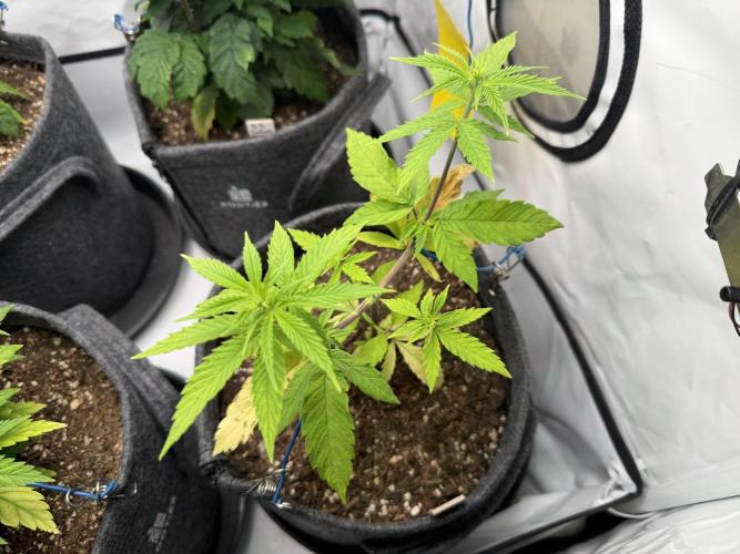 Pistachio #2025. Week 6 - Day #51 F#07