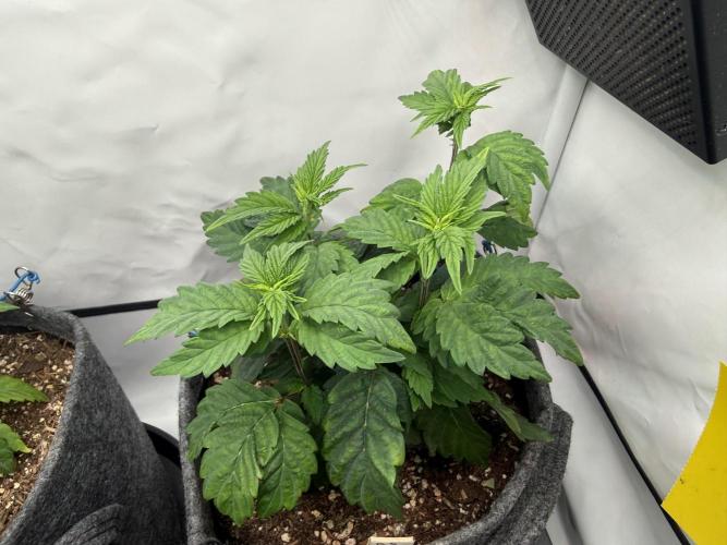 G.S. Cookies #2025. Week 6 - Day #51 F#07