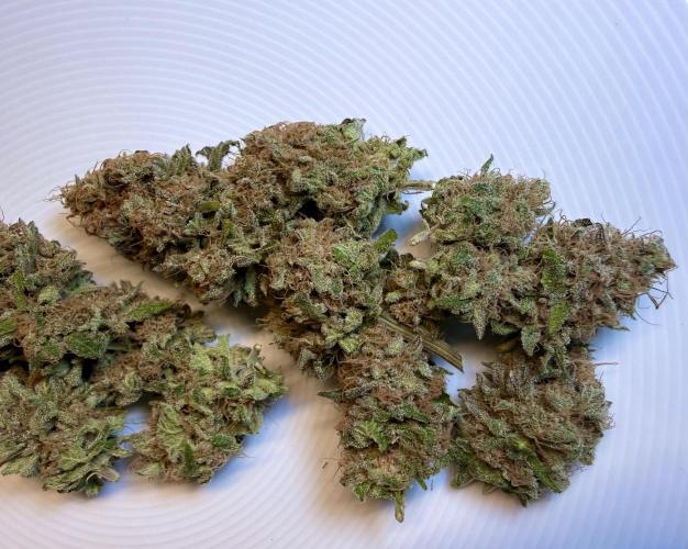 Gorilla Girl #2025. Week 16