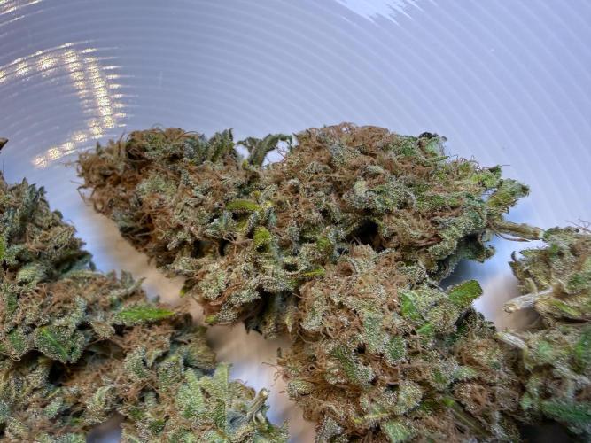 Gorilla Girl #2025. Week 16