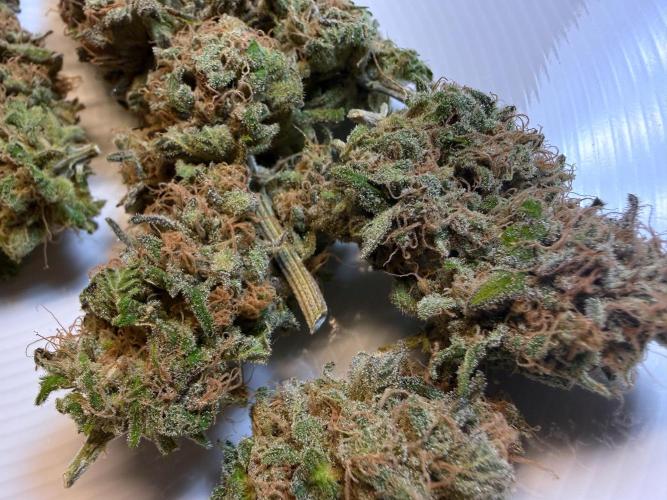 Gorilla Girl #2025. Week 16