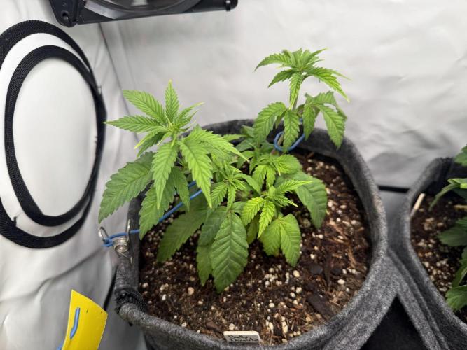 Jelly Donutz #2025. Week 6 - Day #53 F#09