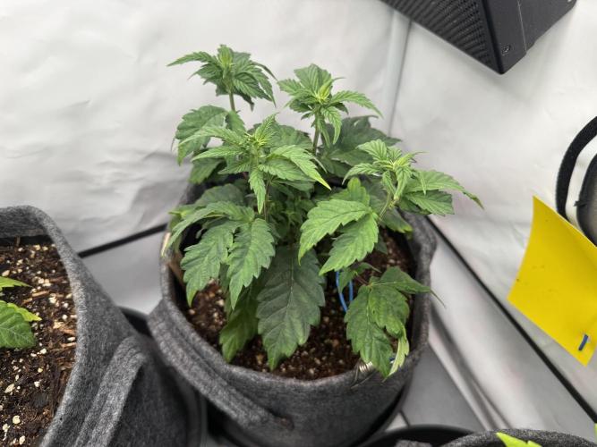 G.S. Cookies #2025. Week 6 - Day #53 F#09