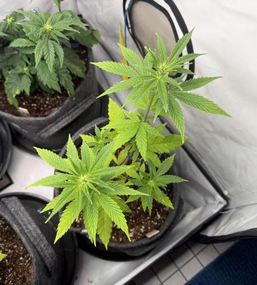 Pistachio #2025. Week 7 - Day #57 F#13