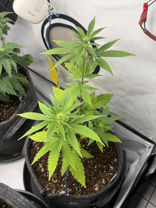 Pistachio #2025. Week 7 - Day #57 F#13