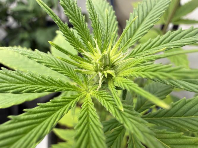 Pistachio #2025. Week 7 - Day #57 F#13