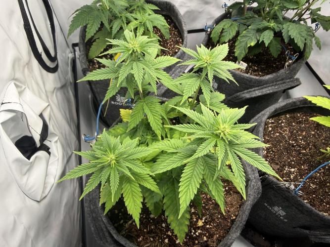 Orange Creampop #2025. Week 7 - Day #57 F#13