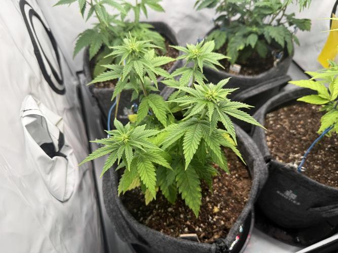 Orange Creampop #2025. Week 7 - Day #57 F#13