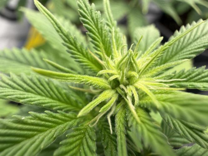 Orange Creampop #2025. Week 7 - Day #57 F#13