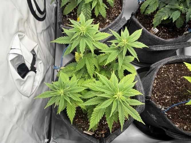 Orange Creampop #2025. Week 7 - Day #57 F#13