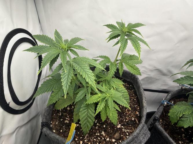 Jelly Donutz #2025. Week 7 - Day #57 F#13