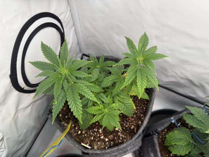 Jelly Donutz #2025. Week 7 - Day #57 F#13