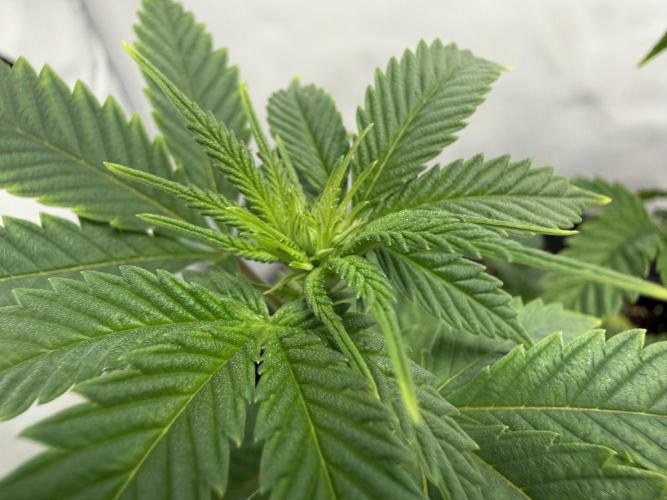 Jelly Donutz #2025. Week 7 - Day #57 F#13