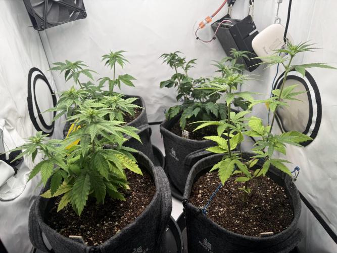 Jelly Donutz #2025. Week 7 - Day #57 F#13