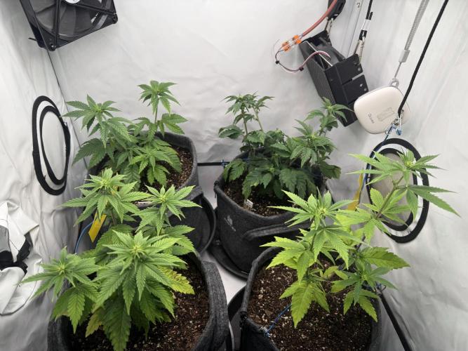 Jelly Donutz #2025. Week 7 - Day #57 F#13